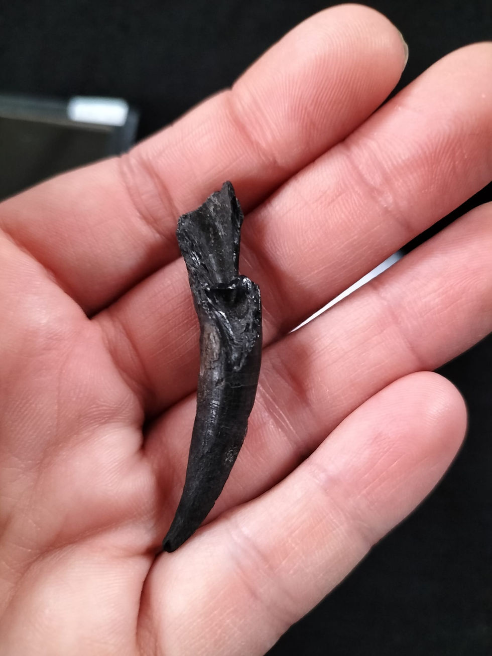 Thumbnail: Whale tooth