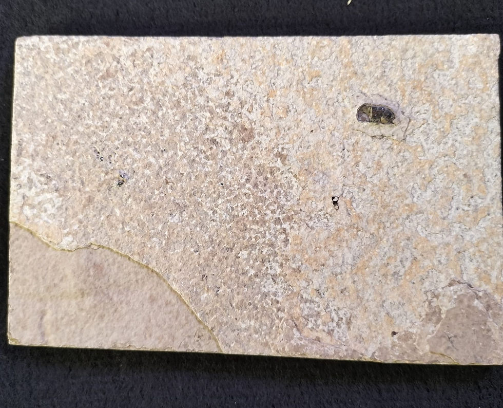 Thumbnail: Knightia Eocaena