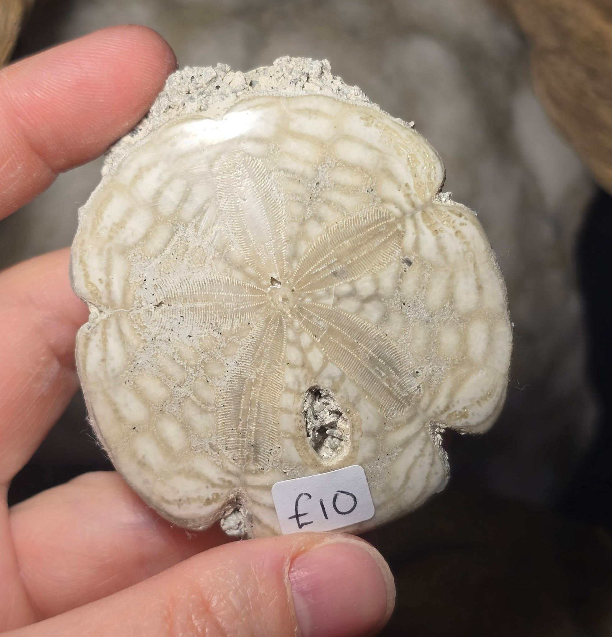 sand dollar hand held front view