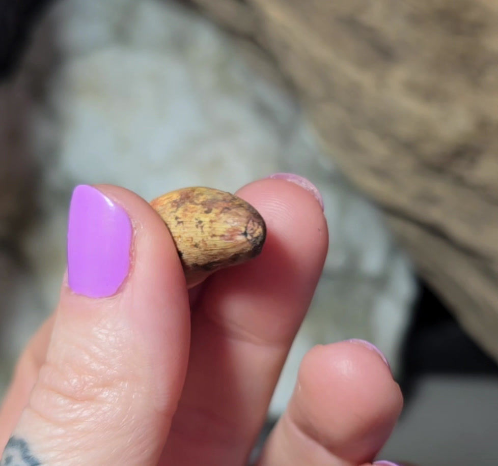 Thumbnail: spinosaur tooth hand held video