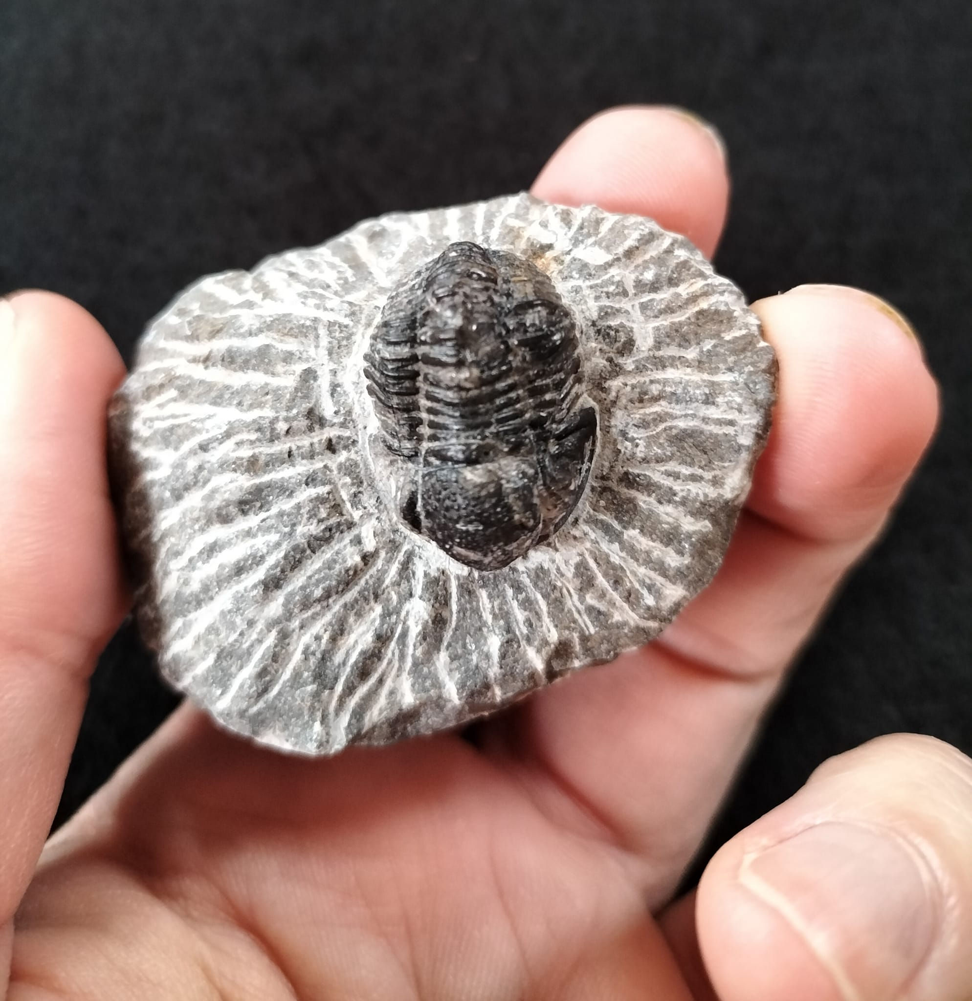 Gerastos Trilobite