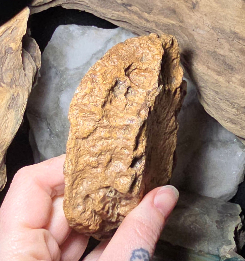 Thumbnail: ichthyosaur vertebrae hand held side view