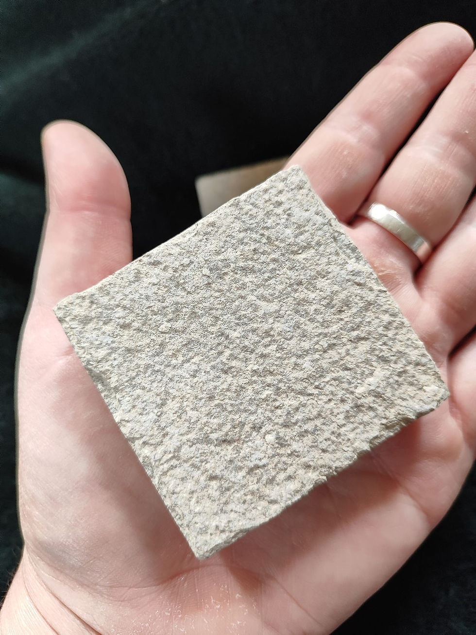 Thumbnail: Fossil Fly