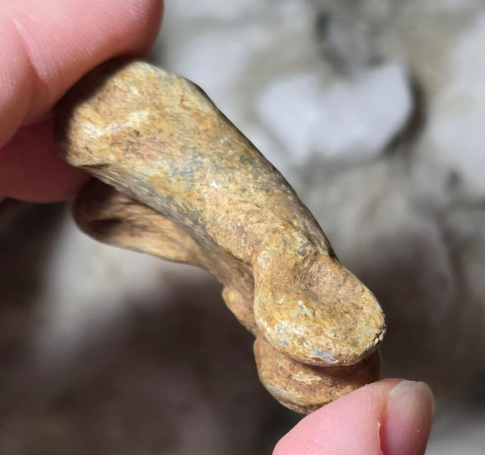 Thumbnail: bear finger bone hand held side view