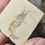 Thumbnail: fossil shrimp hand held front view
