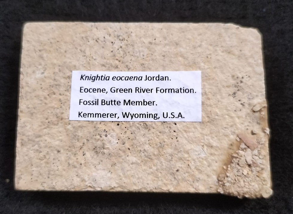 Thumbnail: Knightia Eocaena