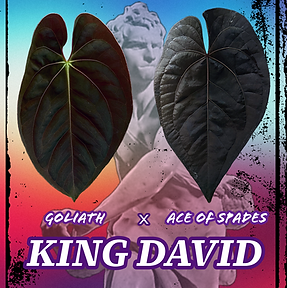 Untitled-10 copy.png