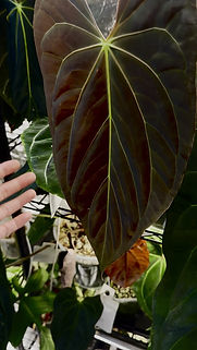 Anthurium 'Fat Mama' (Dark Mama x Papillilaminum) | BoyGardening