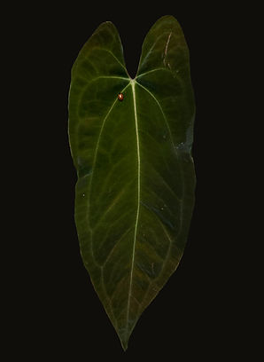 Anthurium Papillilaminum 'Fort Sherman' x 'Ralph Lyman' | BoyGardening