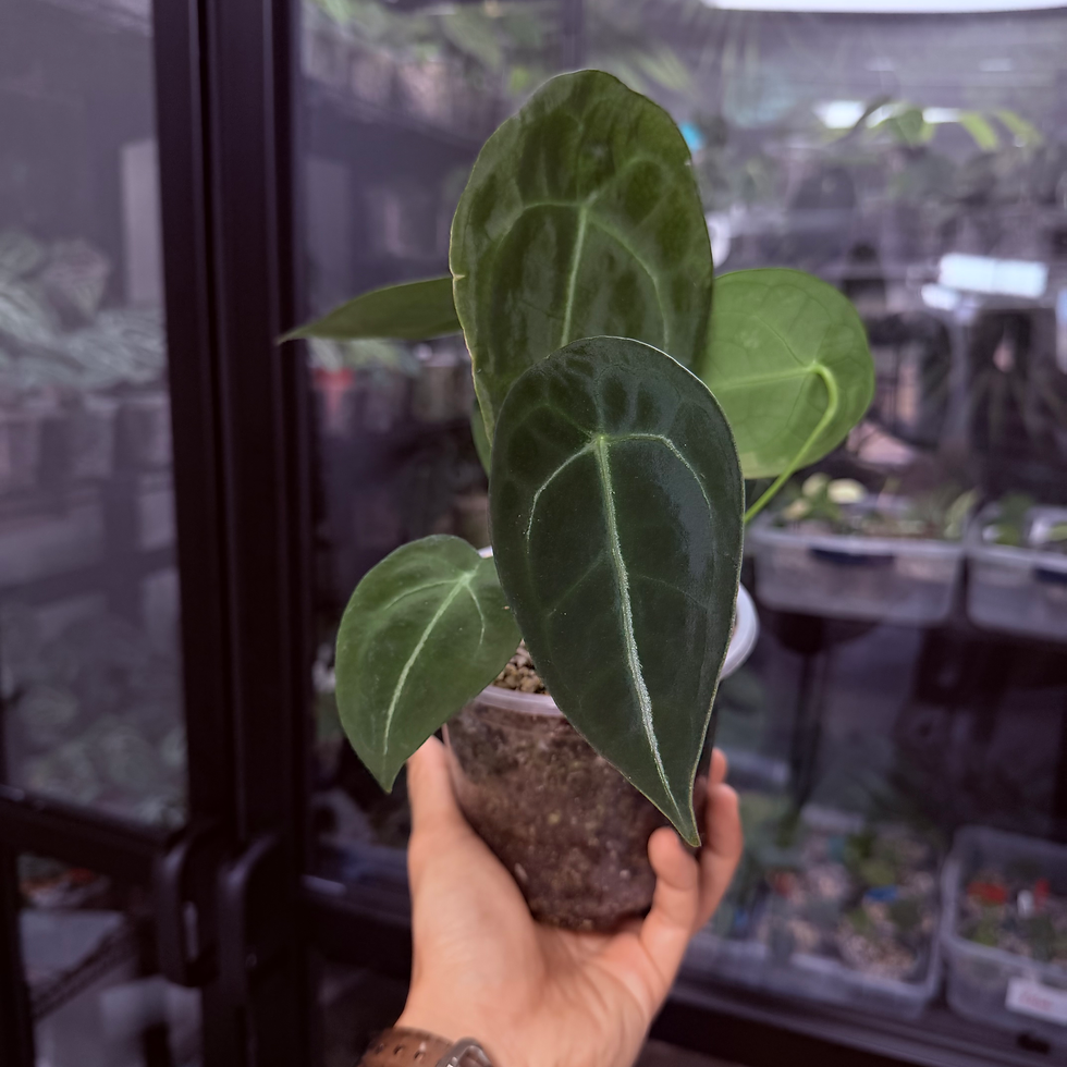 Thumbnail: Mind Flayer Ultra Select (Thin Vein Variant) - "Vanishing Ghost"