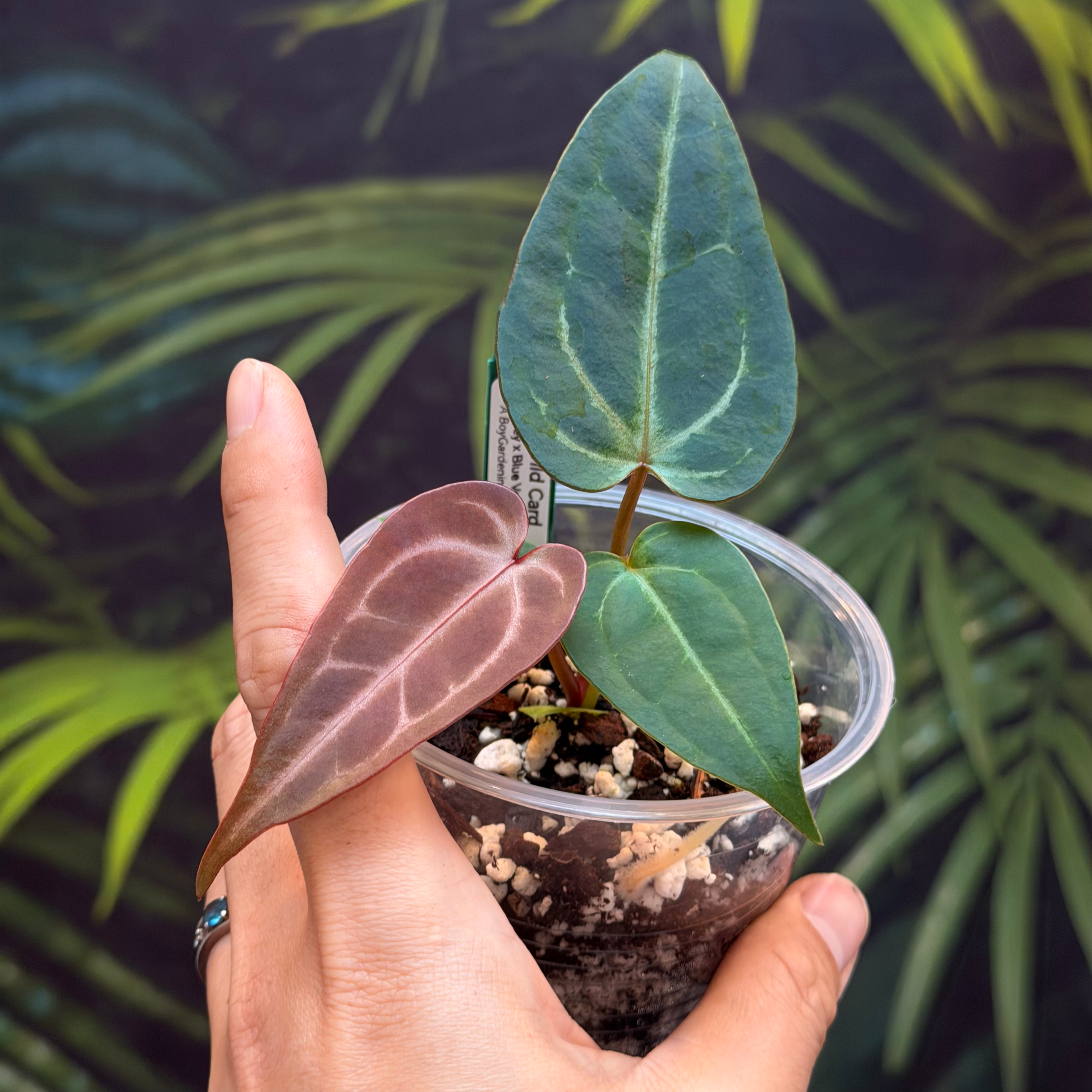 Wild Card Select - Peacock Dancer (#26)