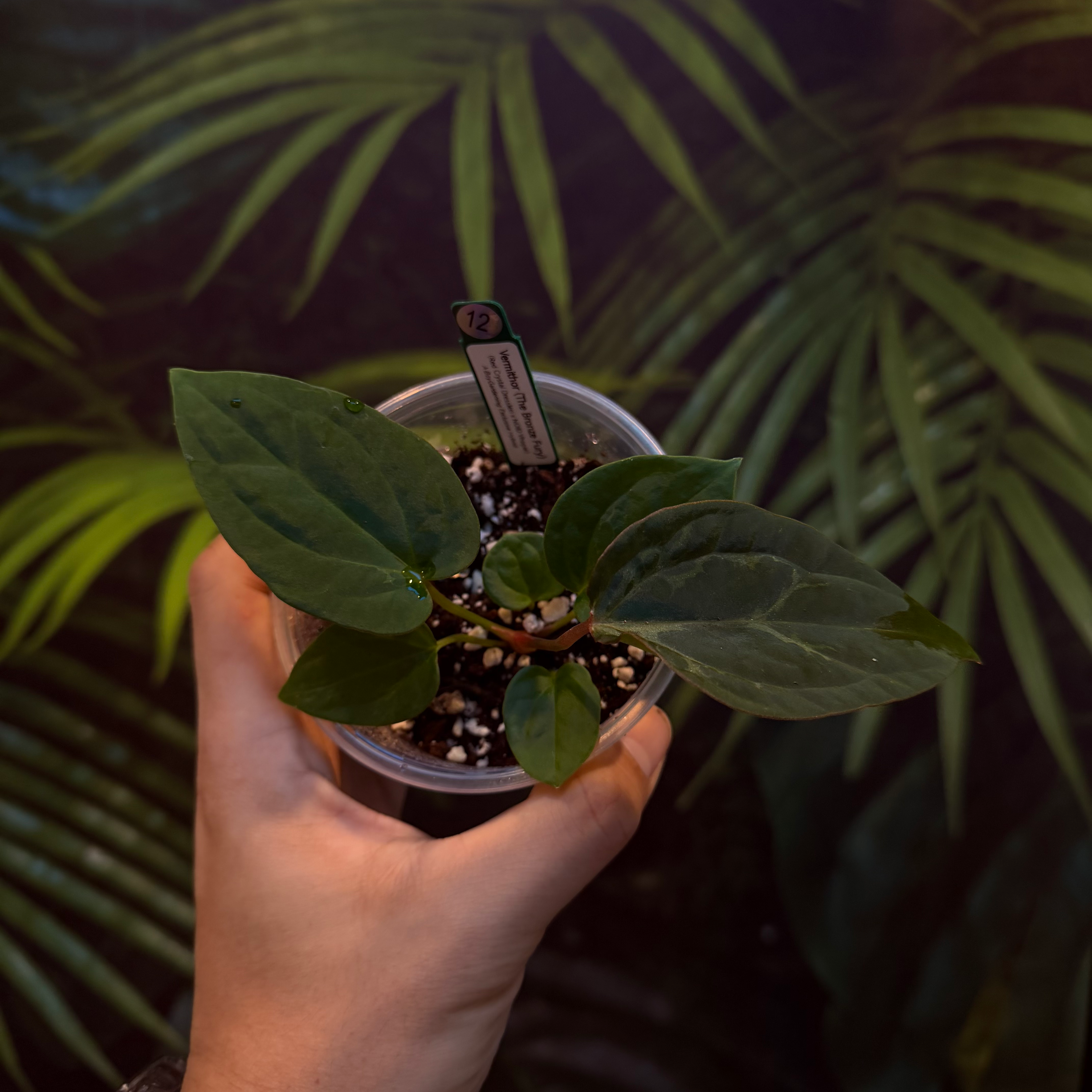 Vermithor - Splotched Darkness (#12)