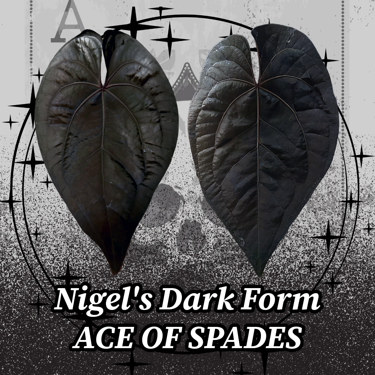 NEW 2026: "Ace of Spades"