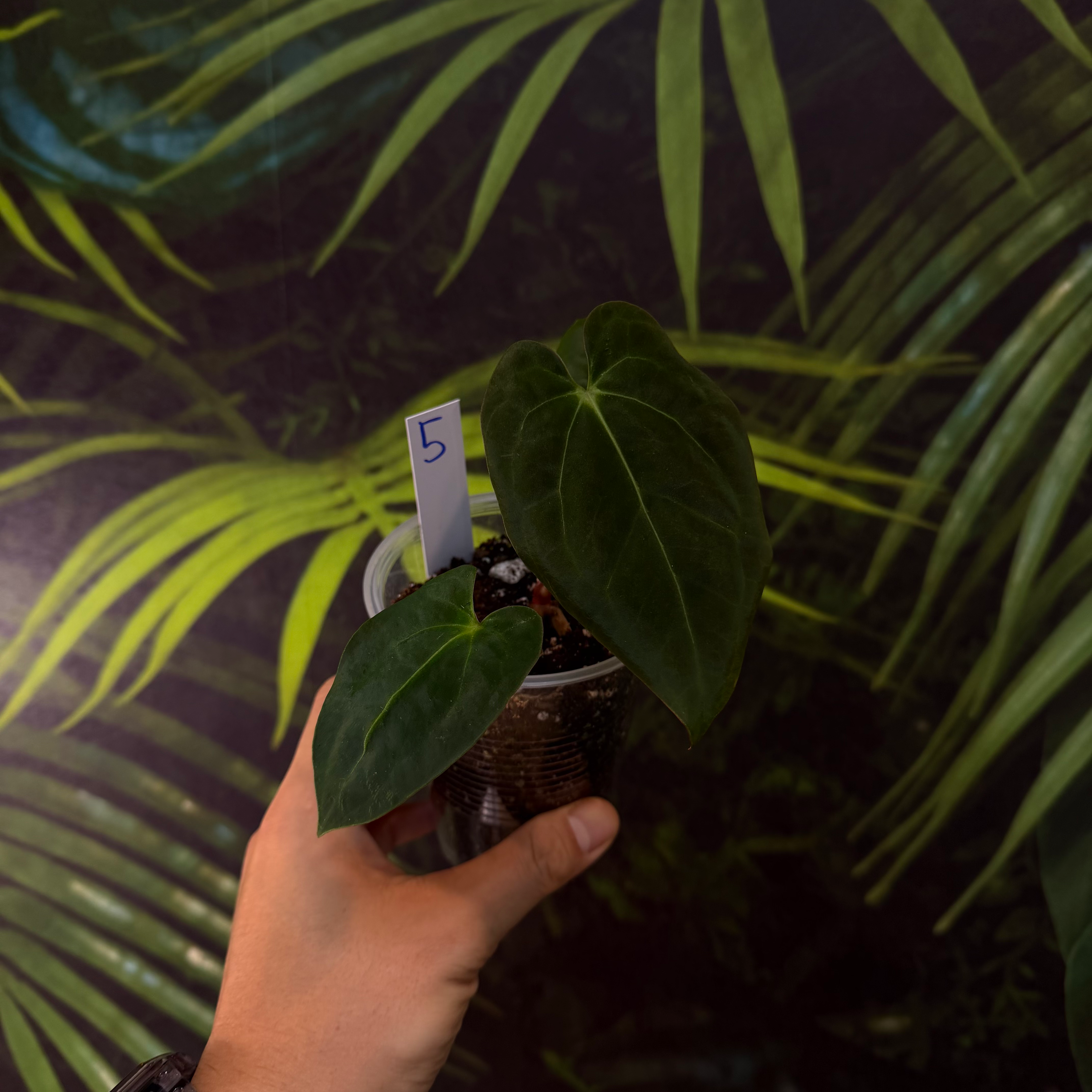 "The Seductress" S1 #5