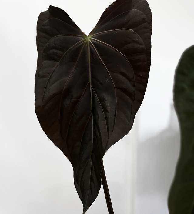 Anthurium 'Fat Mama' (Dark Mama x Papillilaminum) | BoyGardening