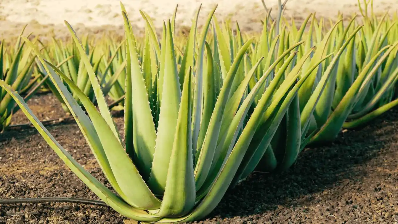 alveja, aloe barbadensis miller, alvejas lauki, forever living alvejas lauki