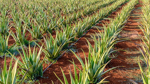 aloe vera, alvejas lauki, alveja, forever living, aloe barbadensis miller