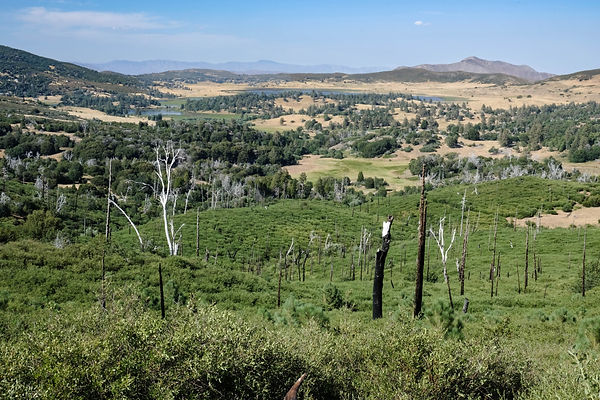 renaissance forêt cuyamaca rancho park californie