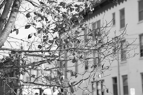 side leaves_edited.jpg