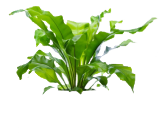 birds-nest-fern.png