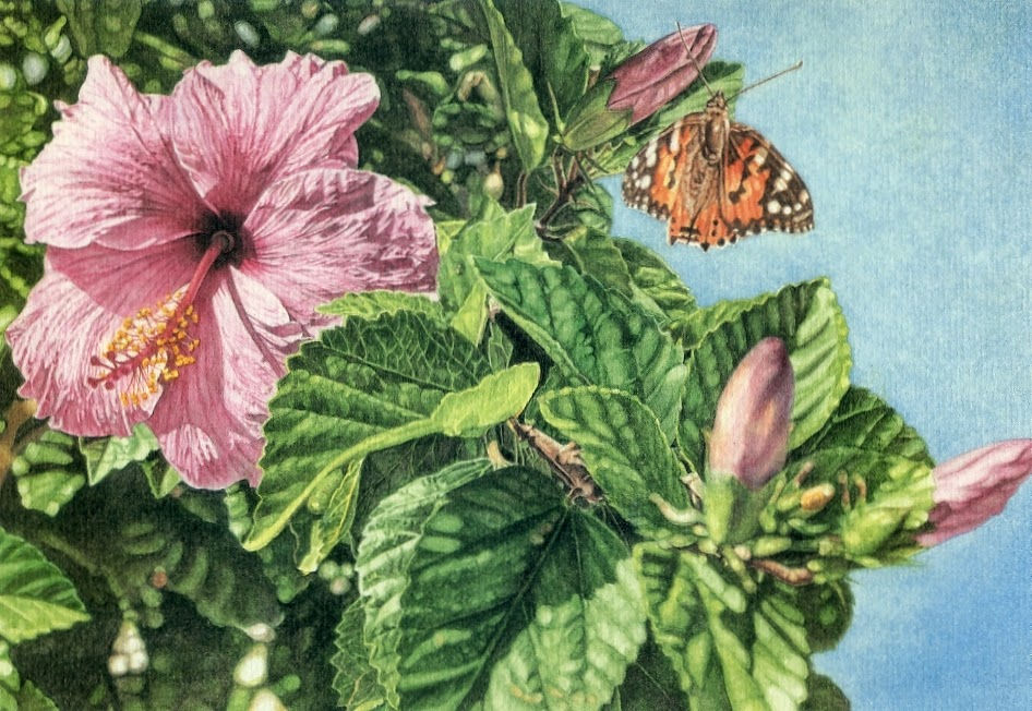 Butterfly