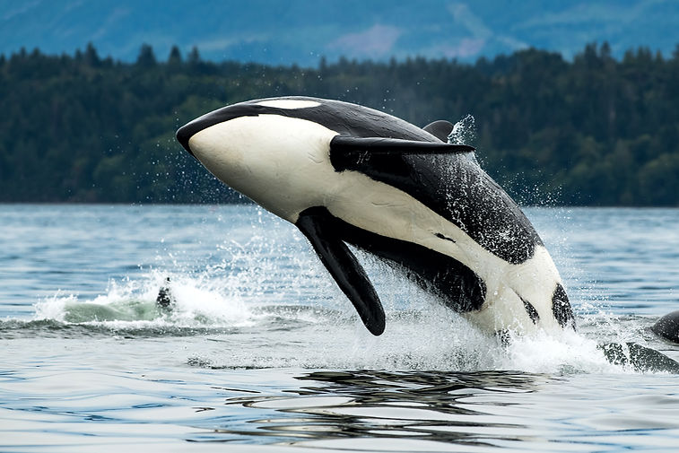 A Bigg's orca whale jumping out of the sea in Vancouver Island, Canada.jpg