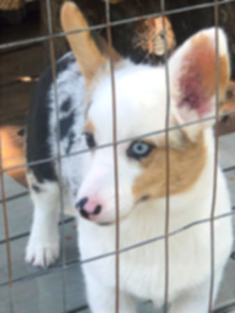 Bristol ~ Blue Merle Fluffy Carrier ~