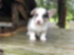 ~ Frankie ~