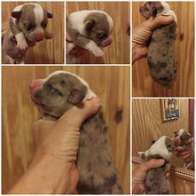 Brindle Merle Male