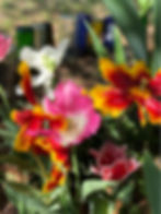 Fancy Spring Tulips