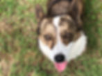 Brindle