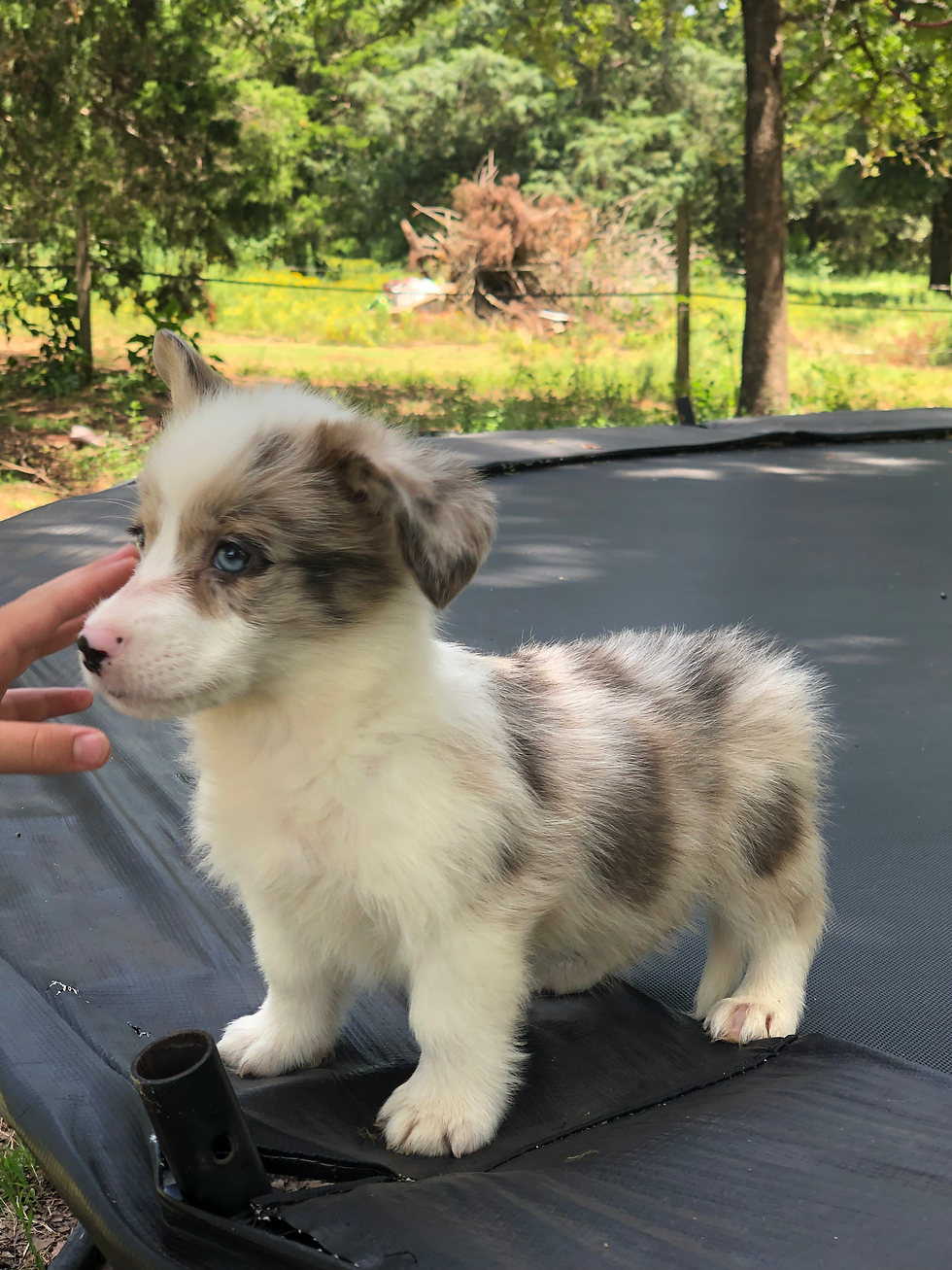 Thumbnail: Zoey ~ Blue Merle ~ Place your deposit today