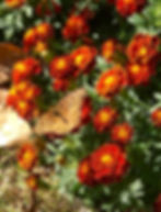 Marigolds & Butterfly