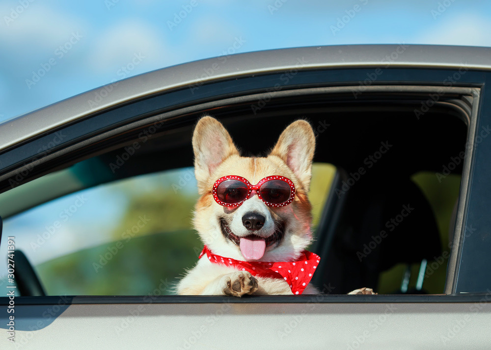 Dogs can get car sickness and motion sickness