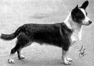 CH Golden Arrow The First Champion Cardigan Welsh Corgi 1928