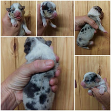 Female Blue Merle - SOLD