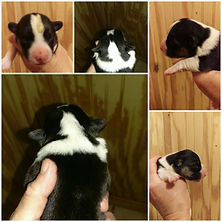 Tri Female