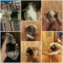 Brindle Merle Male