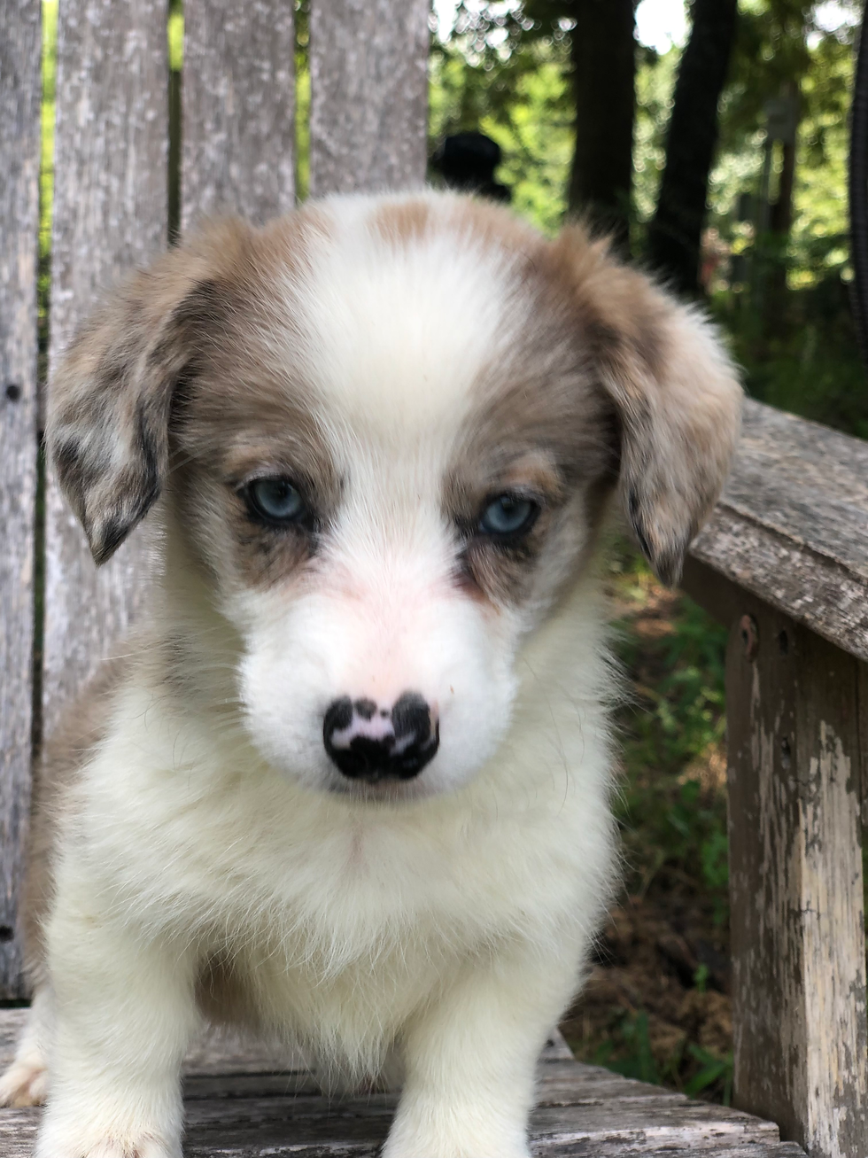 Thumbnail: Zoara ~ Brindle Merle ~ Place your deposit today