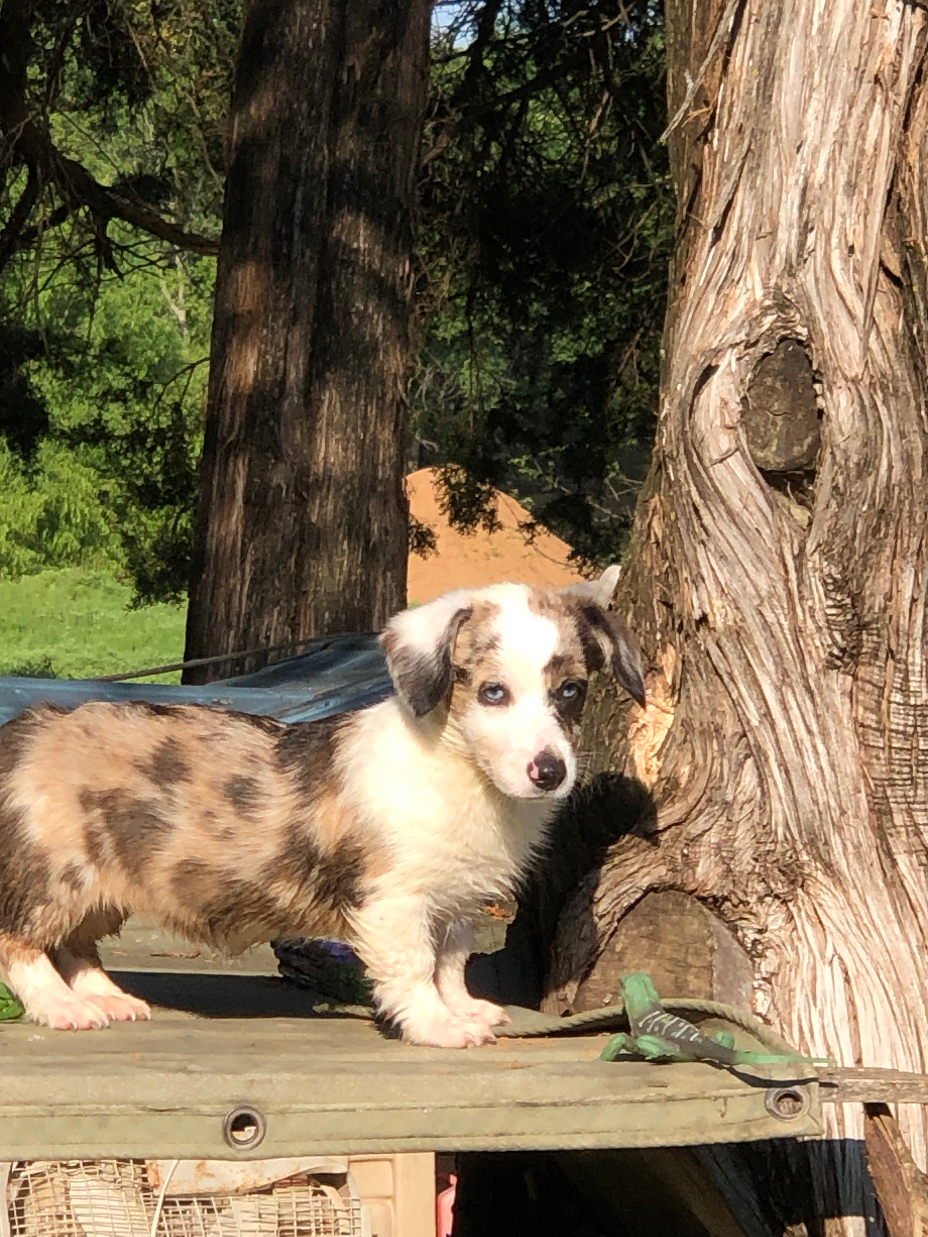 Riley ~ Brindle Blue Merle ~ Place your deposit today