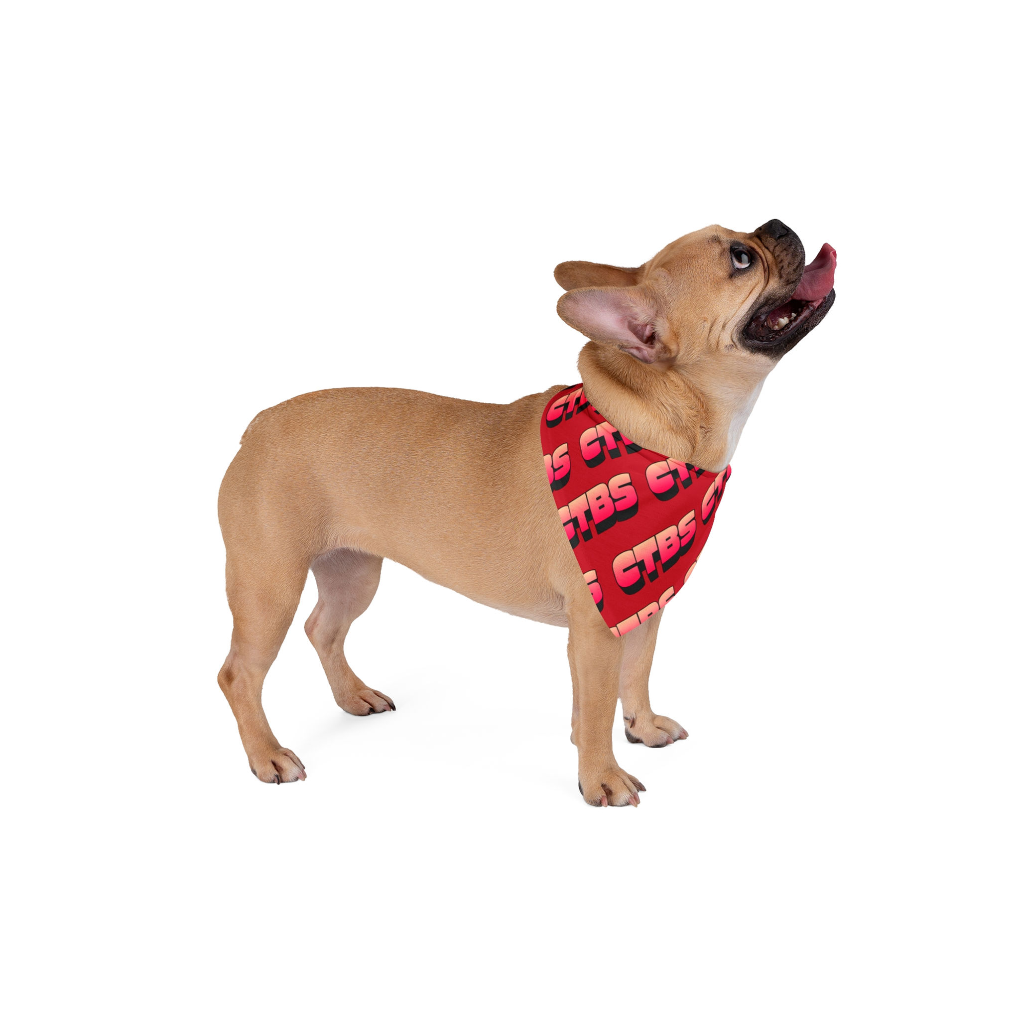Red Gradient 'CTBS' Pet Bandana — Bold Logo Dog & Cat Accessory