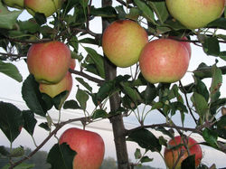 GOLDKISS(R) Gradiyel (cov)