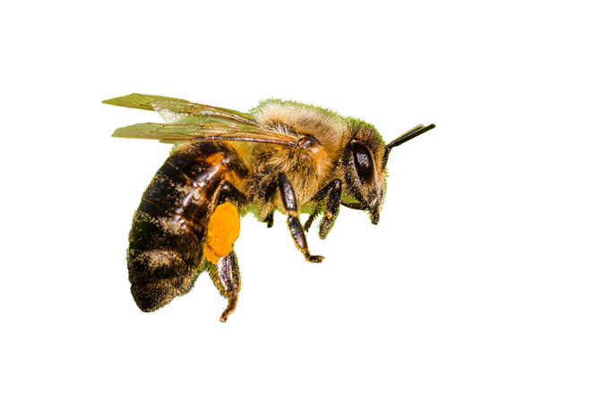western-honeybee-8297521.png
