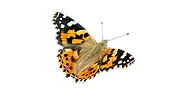 Copia di Immagine WhatsApp 2025-09-15 ore 16.27.06_54b914b5.png