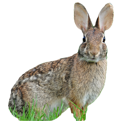 Eastern Cottontail Rabbit_edited.png
