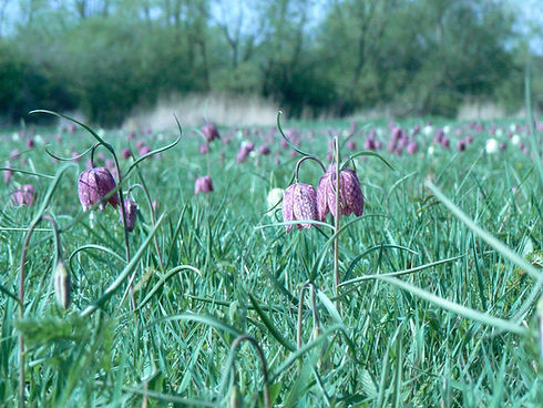 fritillary.jpg