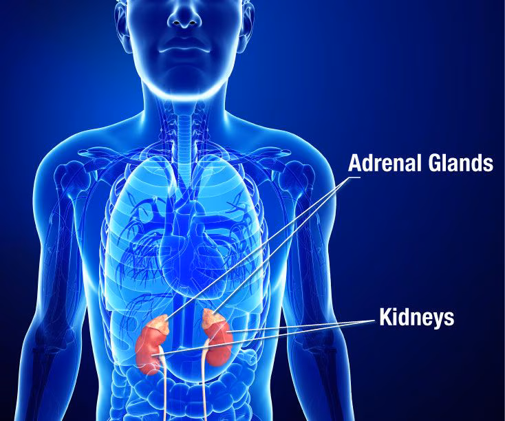 Kidneys and Adrenal Glands