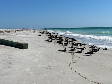 Egmont Key State Park Beach