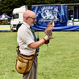 K&H Falconry performance in the entertainment showring