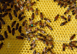 Queen Bee in a beehive, surrounded by lots of other bees